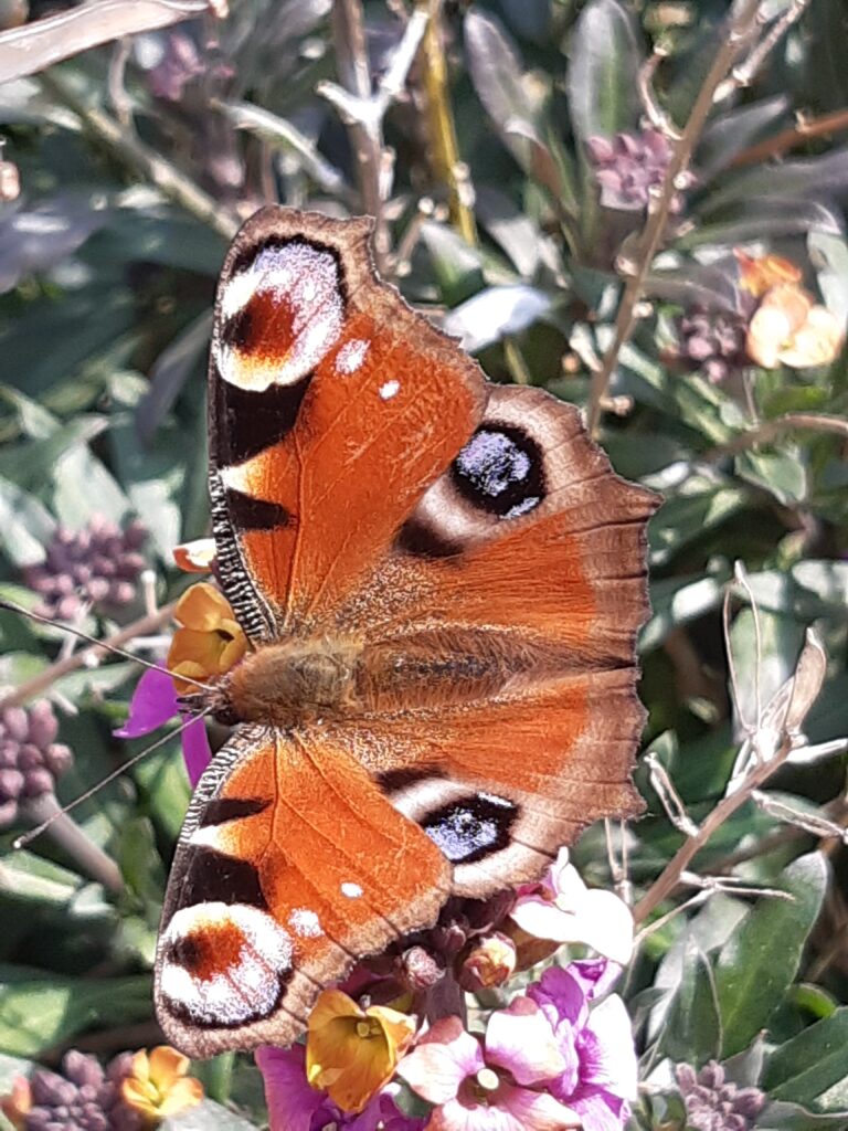 Knipperlampjes/handelen bij een aanval